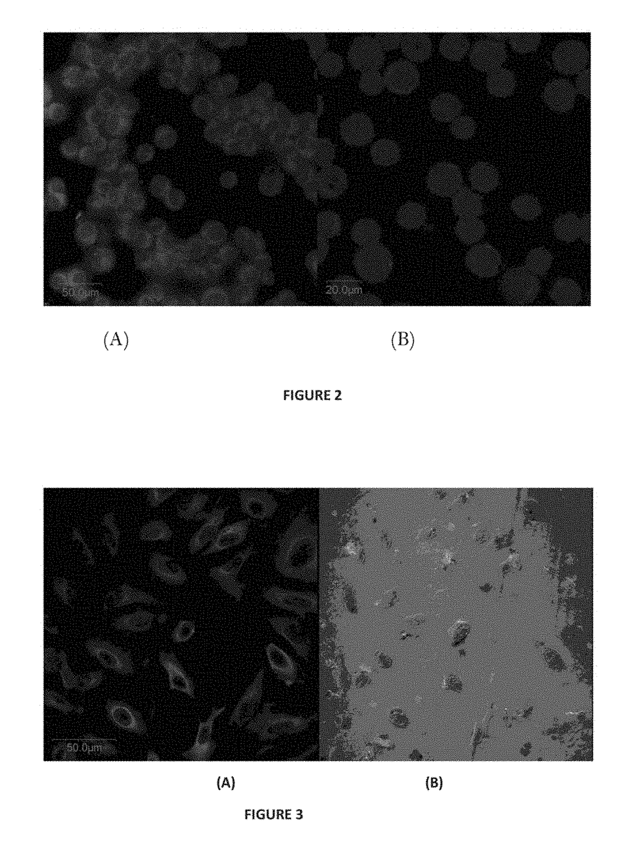 Conjugate of Estradiol and Applications Thereof