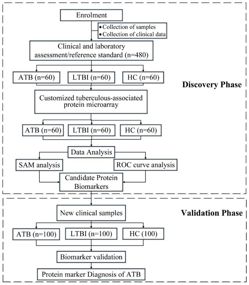 Application of Rv1860 protein, RV3881c protein, Rv2031c protein and Rv3803c protein in diagnosis of active tuberculosis infection