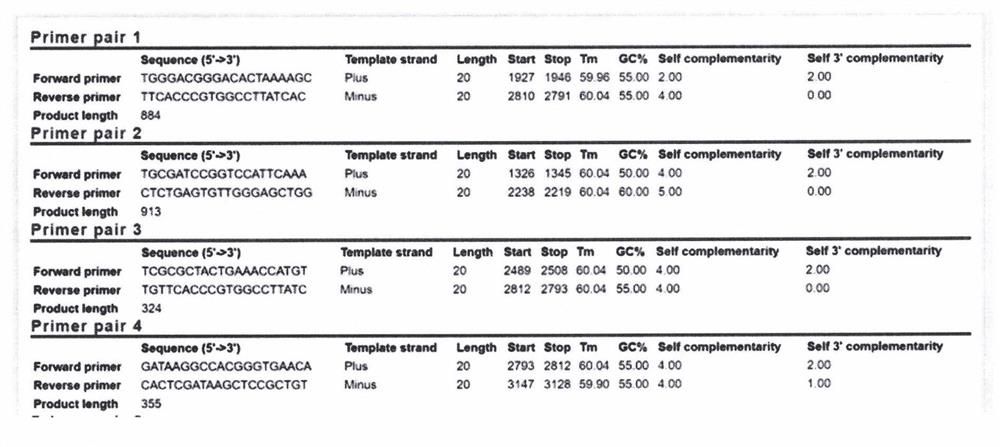 Identification method of soybean rhizobium strain 5873 pcr, its primers and application