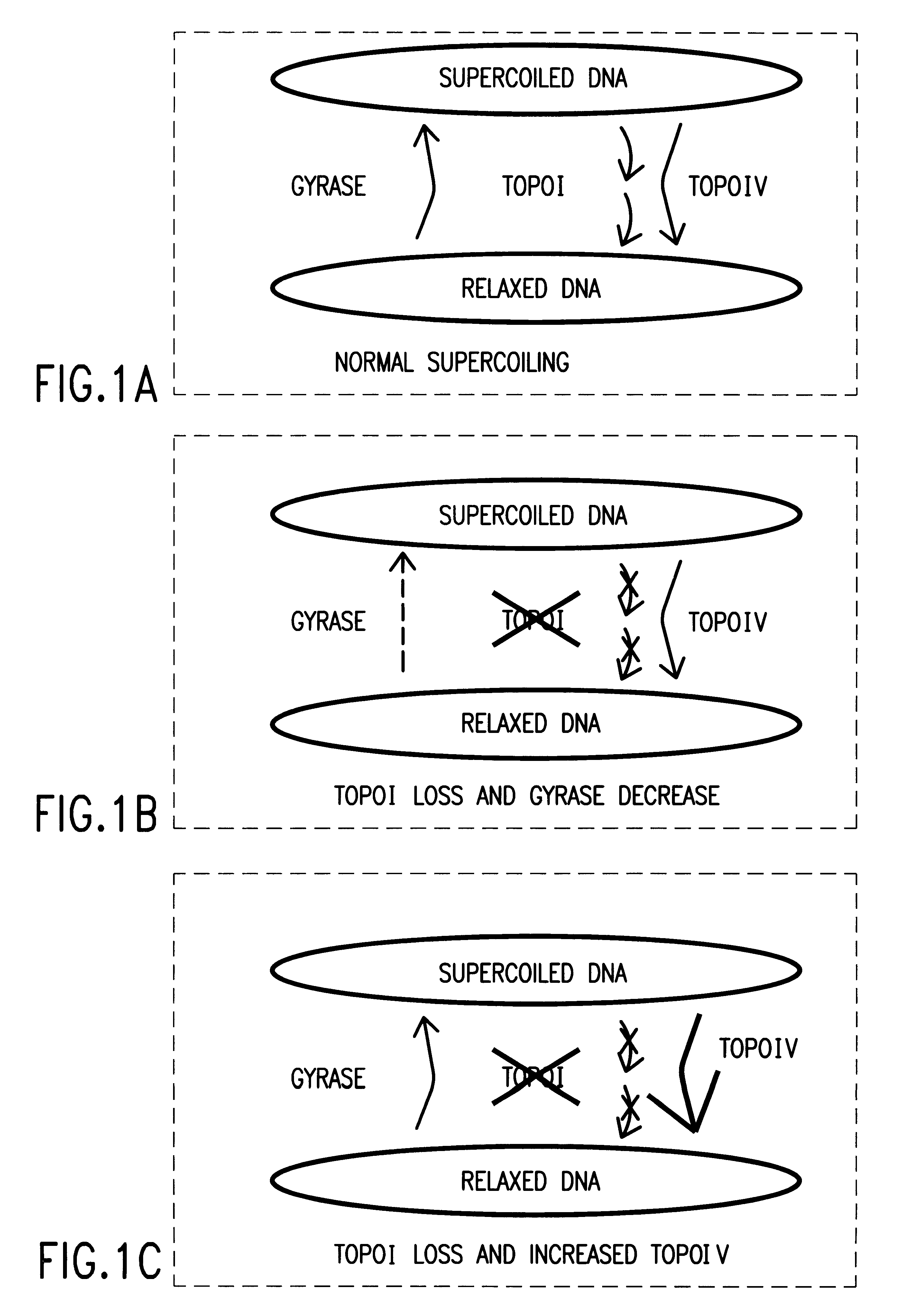 Methods and compositions for modulation of bacterial topoisomerase enzymes