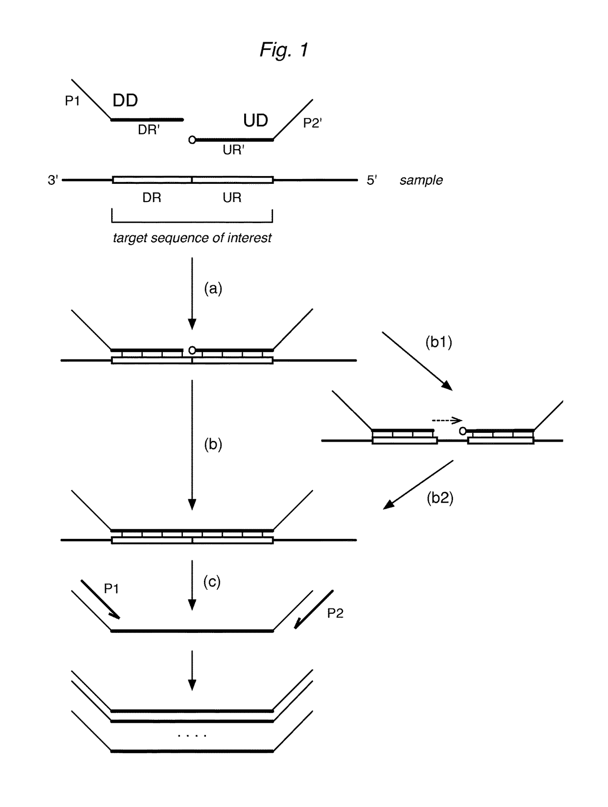 Profiling expression at transcriptome scale