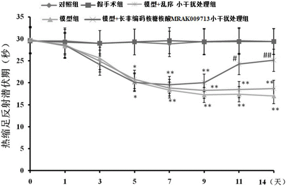 Application of small interfering RNA of long non-coding ribonucleic acid MRAK009713 to preparation of drugs for treating neuropathic pain