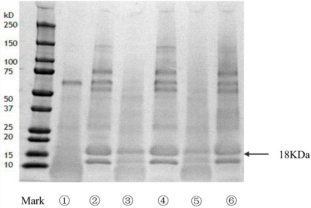 Partially hydrolyzed whey protein powder and preparation method thereof