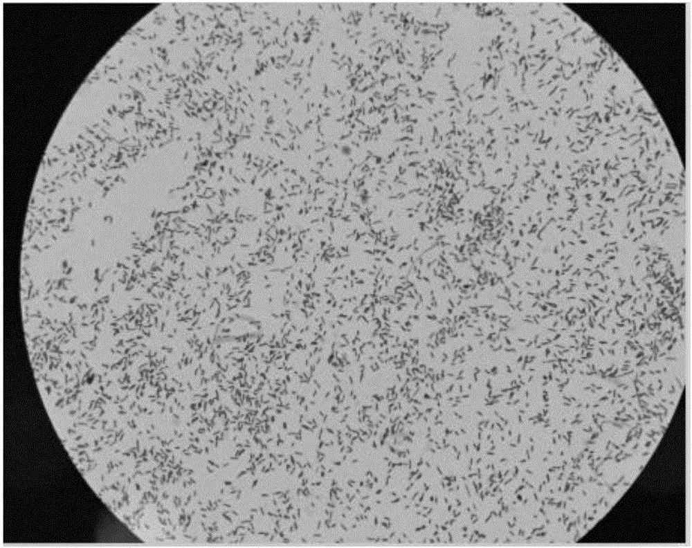 Thauera bacterial strain and application thereof