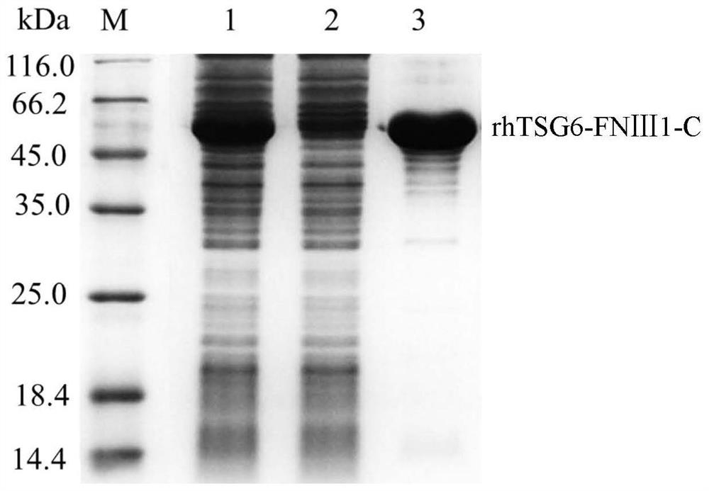 A kind of rhtsg6-fnⅢ1-c fusion protein and its use in skin care composition and its preparation method