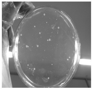 Combination bacteriostat for selectively culturing HP (helicobacter pylori) and preparation method of combination bacteriostat