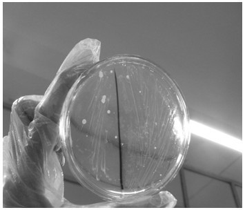 Combination bacteriostat for selectively culturing HP (helicobacter pylori) and preparation method of combination bacteriostat