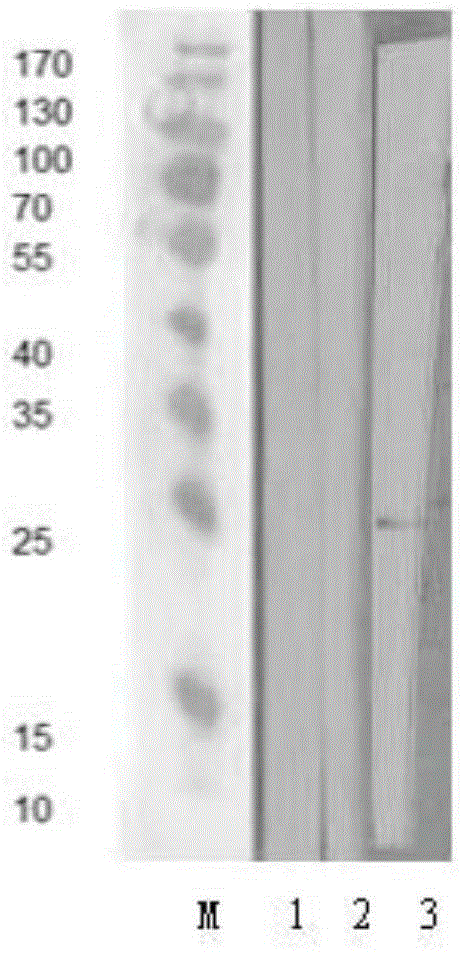 Hybridoma cell strain, foot-and-mouth disease resistant O-type (O/GX/09-7) virus specificity monoclonal antibody secreted by hybridoma cell strain and application of hybridoma cell strain and antibody to detection of foot-and-mouth disease O-type viruses