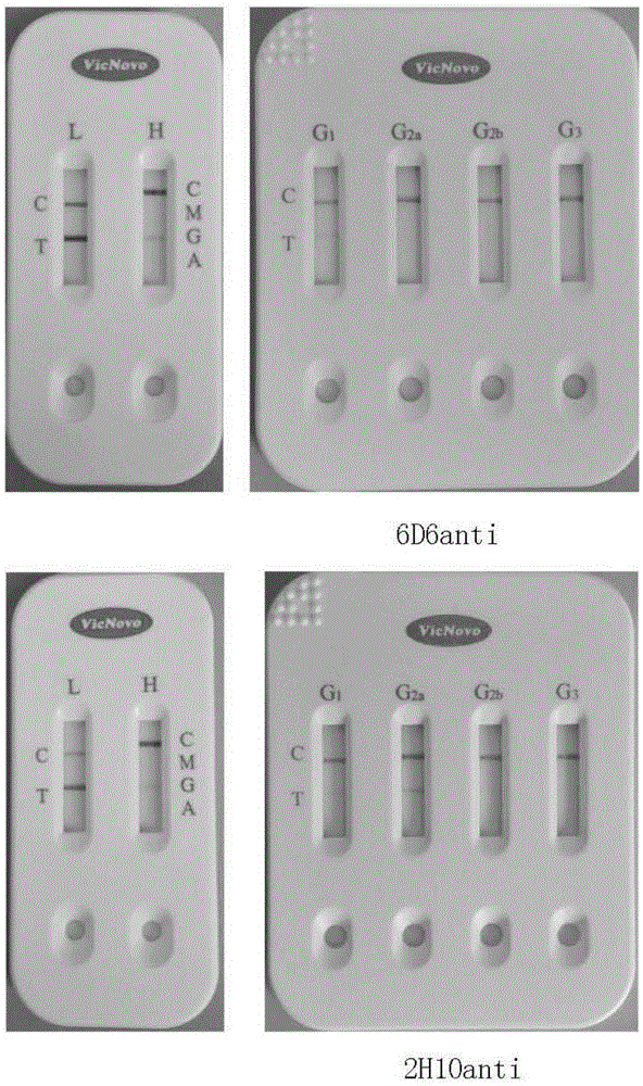 Hybridoma cell strain, foot-and-mouth disease resistant O-type (O/GX/09-7) virus specificity monoclonal antibody secreted by hybridoma cell strain and application of hybridoma cell strain and antibody to detection of foot-and-mouth disease O-type viruses