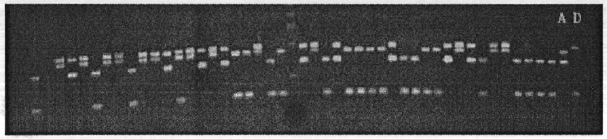 Method for rapidly identifying switchgrass hybrids by SSR (simple sequence repeat) molecular marker technology