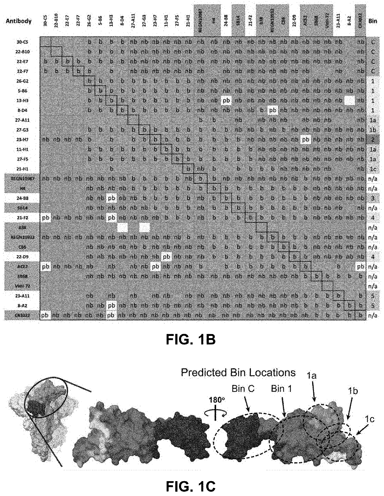 Anti-spike glycoprotein antibodies and the therapeutic use thereof