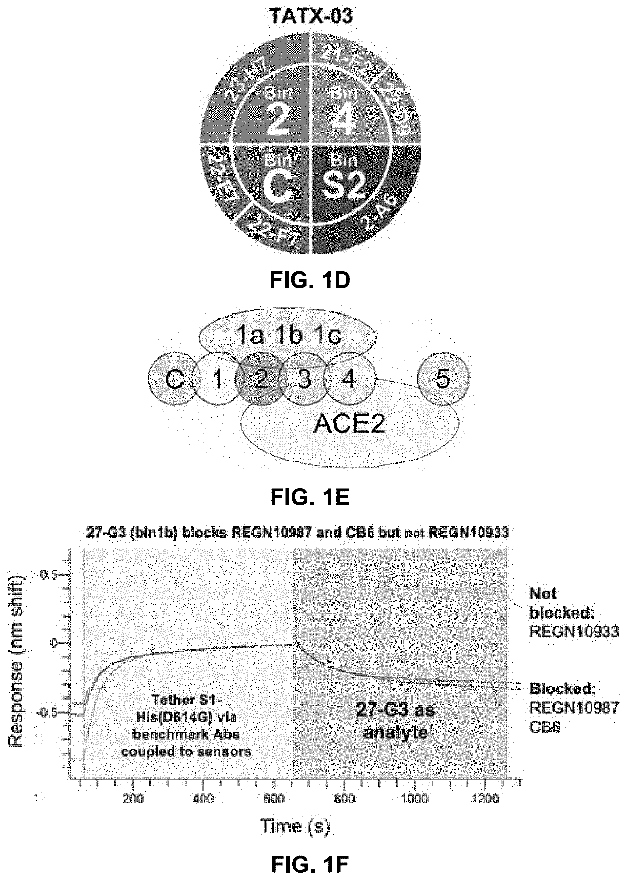 Anti-spike glycoprotein antibodies and the therapeutic use thereof