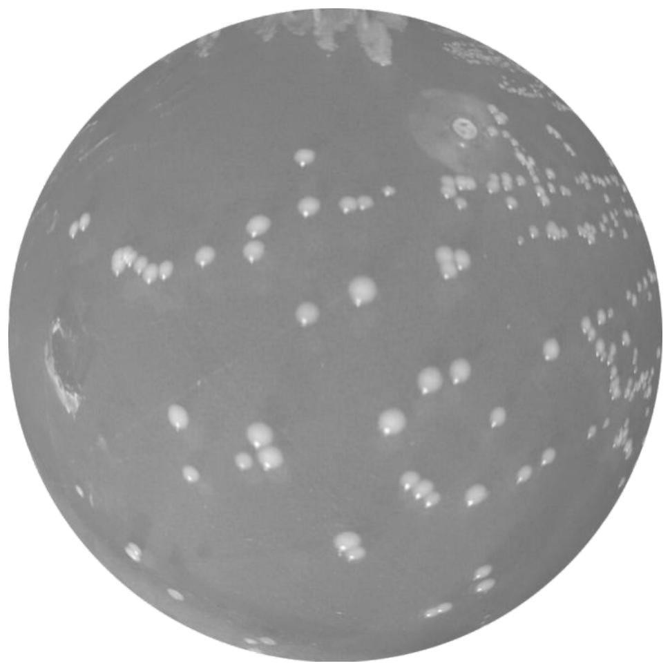 A strain of Lactobacillus plantarum nx-1 and its application in the preparation of hypoglycemic drugs