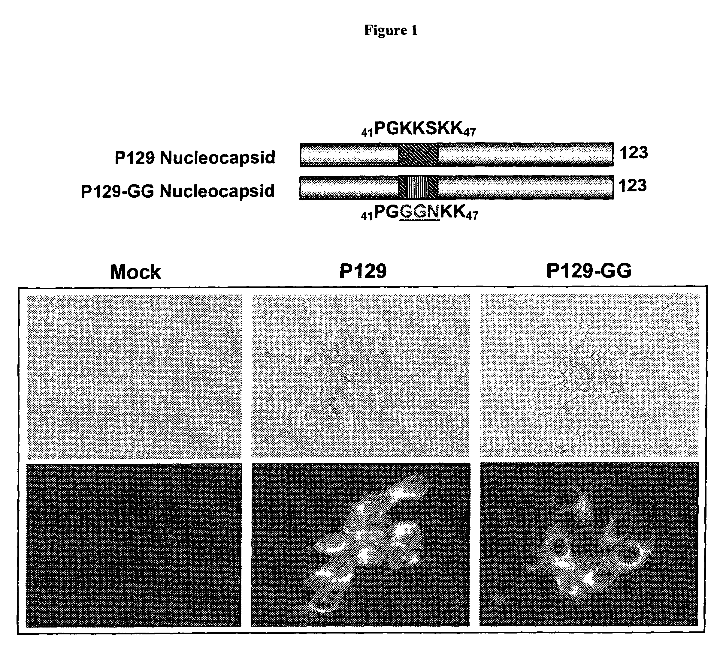 N protein mutants of porcine reproductive and respiratory syndrome virus