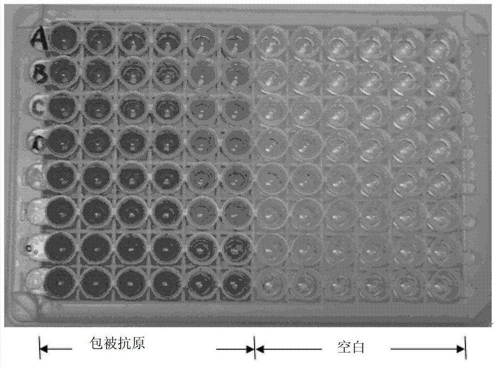 Multi-epitope fusion antigen for detecting virus serum antibody of porcine reproductive and respiratory syndrome and kit prepared with multi-epitope fusion antigen