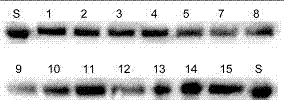 Recombinant ganoderma lucidum immunoregulatory protein mutant and application thereof