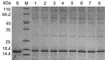 Recombinant ganoderma lucidum immunoregulatory protein mutant and application thereof