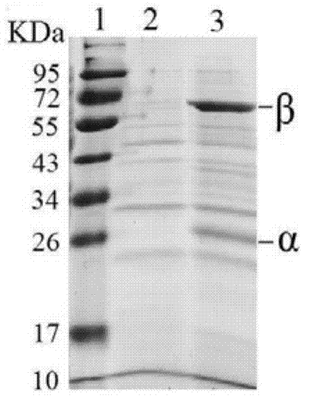 Immobilized recombinant penicillin G acylase and application thereof