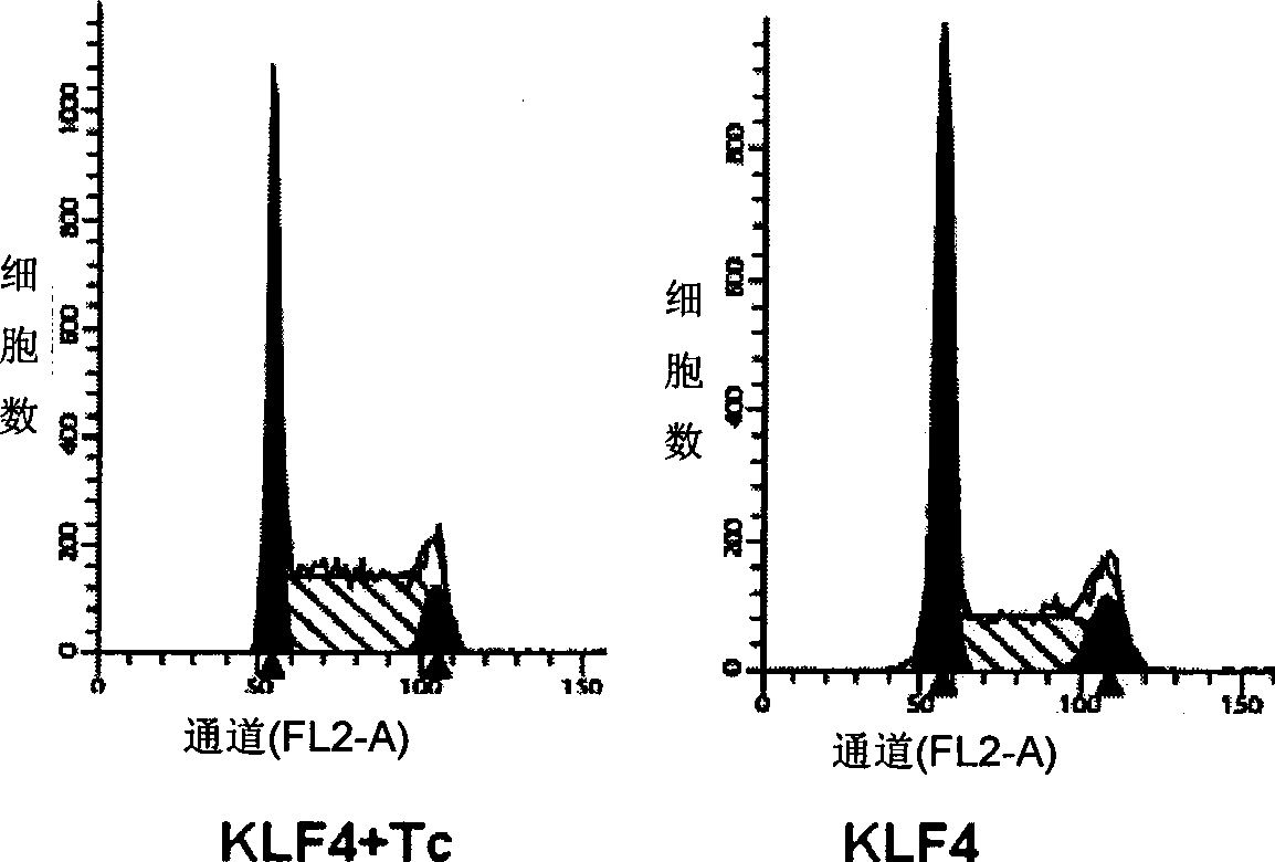 Novel use of Kruppel-like transcription factor 4