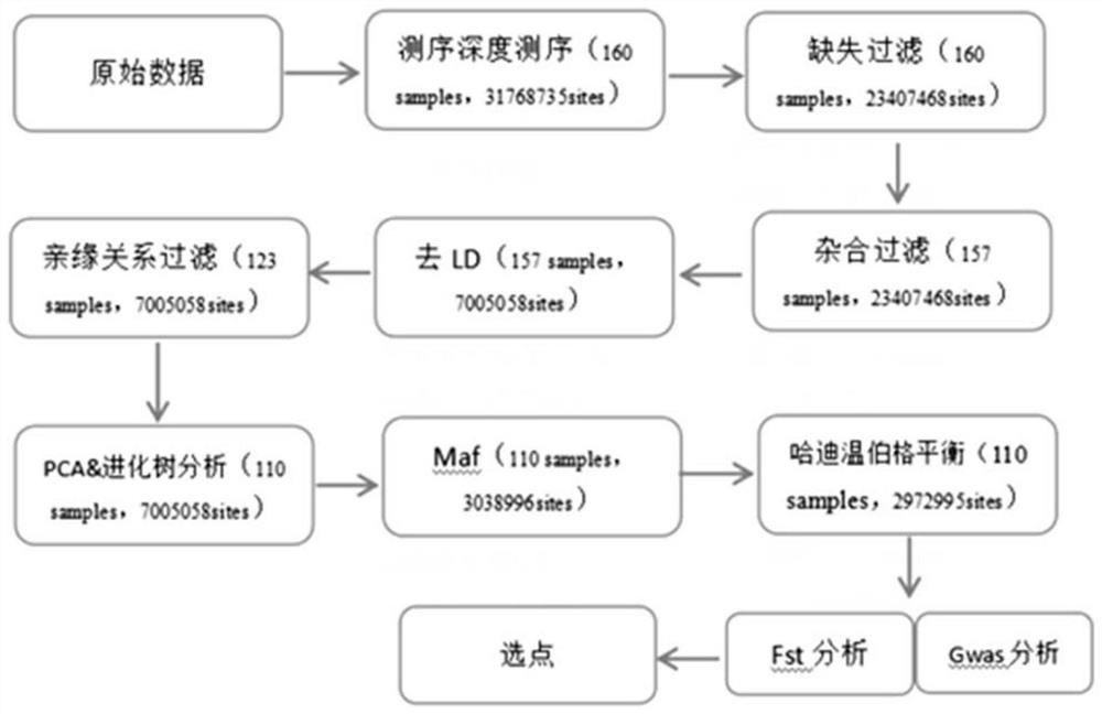 SNP (Single Nucleotide Polymorphism) marker for cloud black goats and application of SNP marker in identification of varieties of cloud black goats