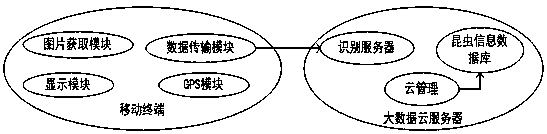 System and method for identifying varieties of insects based on big data cloud server