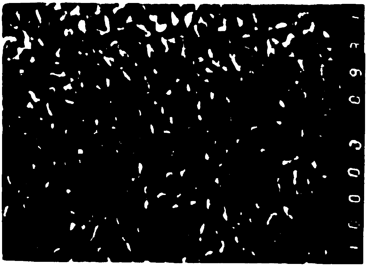 Preparation method of jellyfish-shaped carbon nitride photocatalytic material with high specific surface area