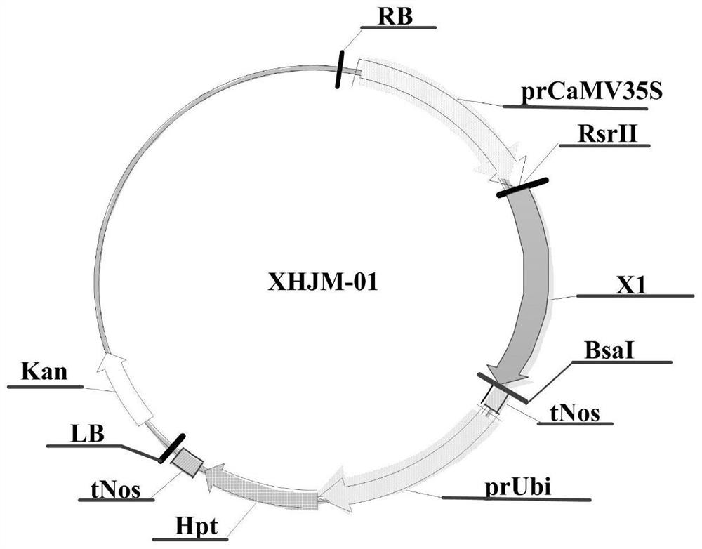 Polynucleotide sequence compositions for controlling pests