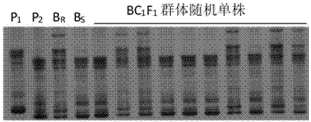 Molecular markers in close linkage with specific resistance gene for capsicum phytophthora blight of root rot and application thereof