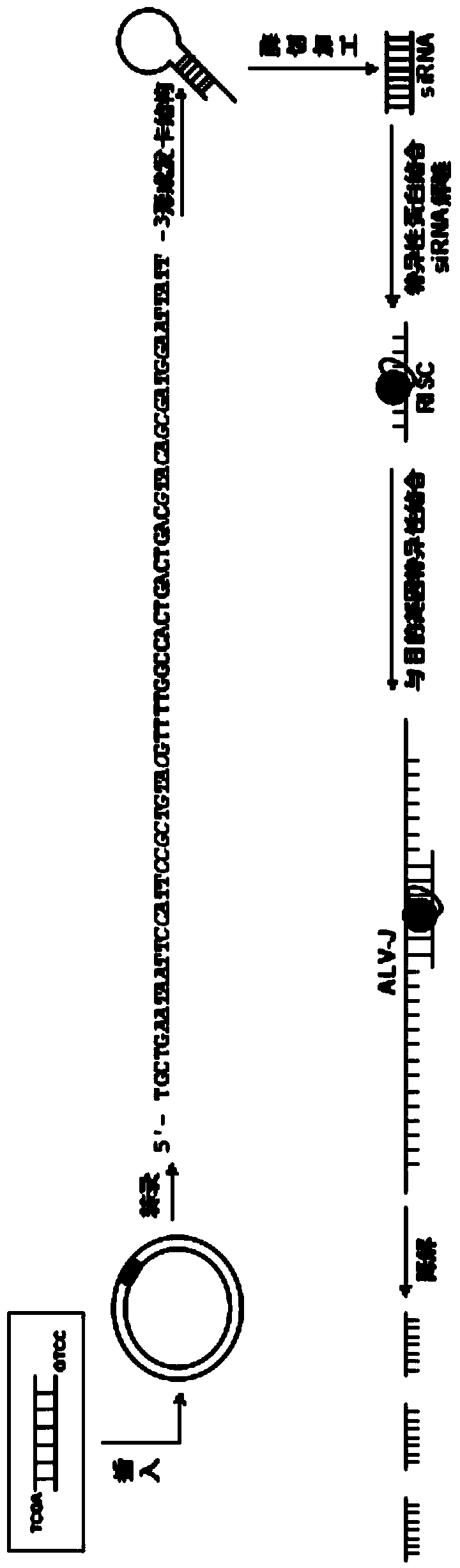 J avian leukosis virus subgroup env gene conserved sequence-based siRNA (Small Interfering RNA (Ribonucleic Acid)) recombinant interference carrier as well as preparation method and application thereof