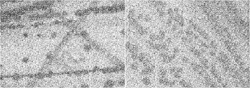 Gordonia alkanivorans and application in oil degradation