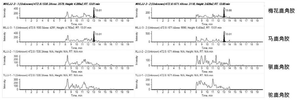 Characteristic polypeptide for identifying deer-horn glue of Cervus nippon or Cervus elaphus, and application of characteristic polypeptide