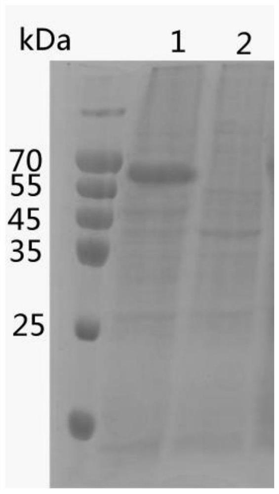 Preparation method and application of haemophilus paragallinarum trivalent genetic engineering subunit vaccine