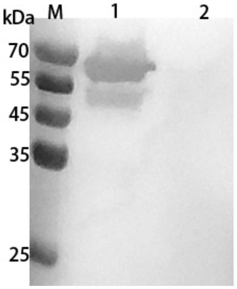 Preparation method and application of haemophilus paragallinarum trivalent genetic engineering subunit vaccine