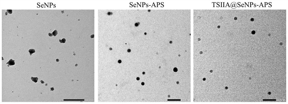 Preparation method and application of nano-selenium modified by astragalus polysaccharide and loaded with tanshinone IIA