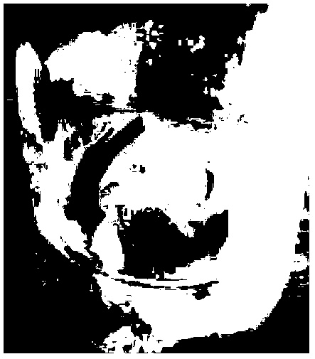 Method for quickly breeding cymbidium hybridium by use of root inducing protocorm