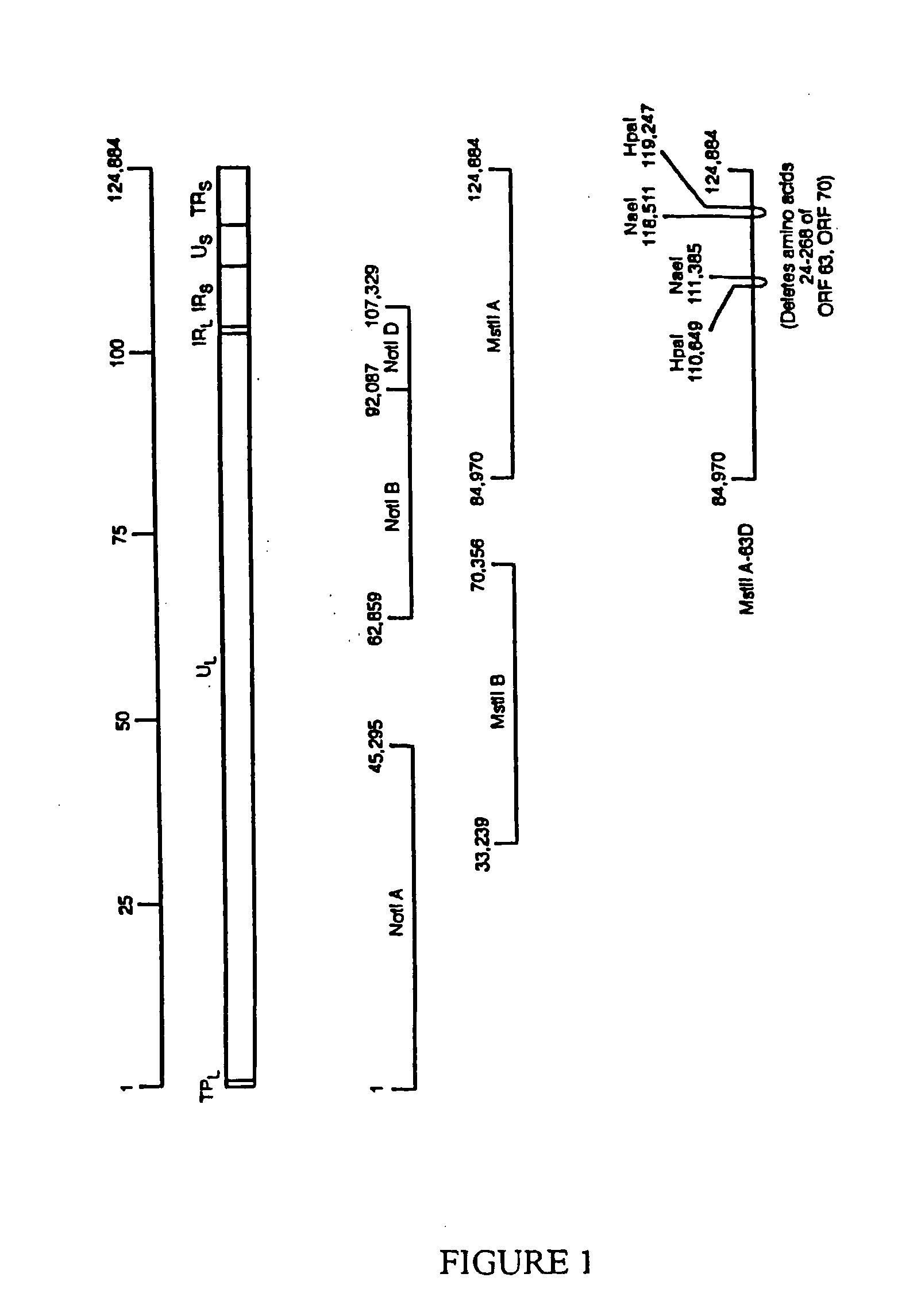 Safer Attenuated Virus Vaccines With Missing Or Diminished Latency Of Infection