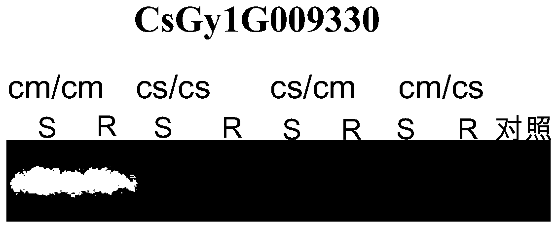 Recognition method for transporting mRNA (messenger ribonucleic acid) of GAPC1 gene among cucurbitaceae rootstocks and ears