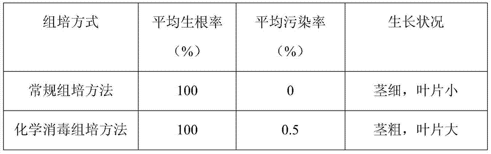 A kind of oncidium chemical disinfection tissue culture method