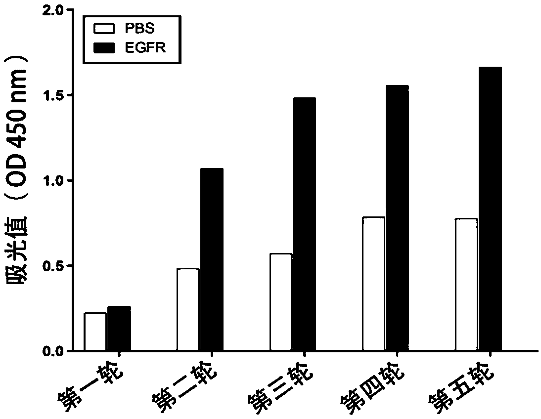 Anti-human EGFR (epidermal growth factor receptor) nano antibody and application thereof