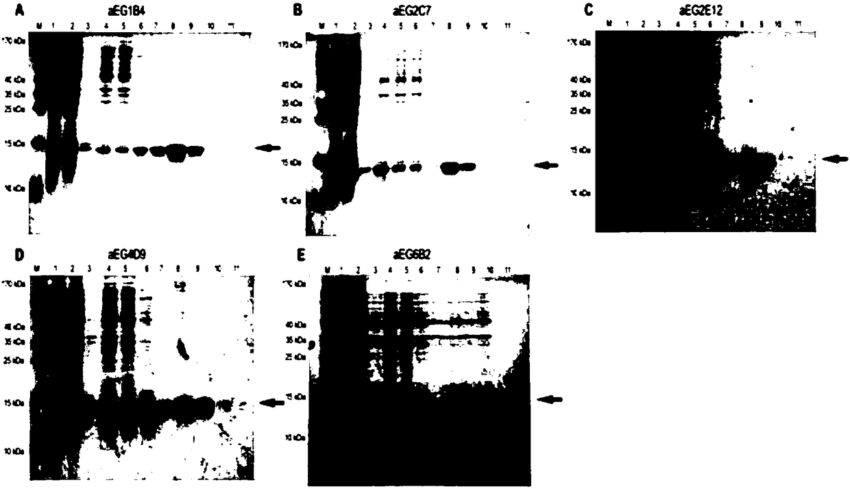 Anti-human EGFR (epidermal growth factor receptor) nano antibody and application thereof