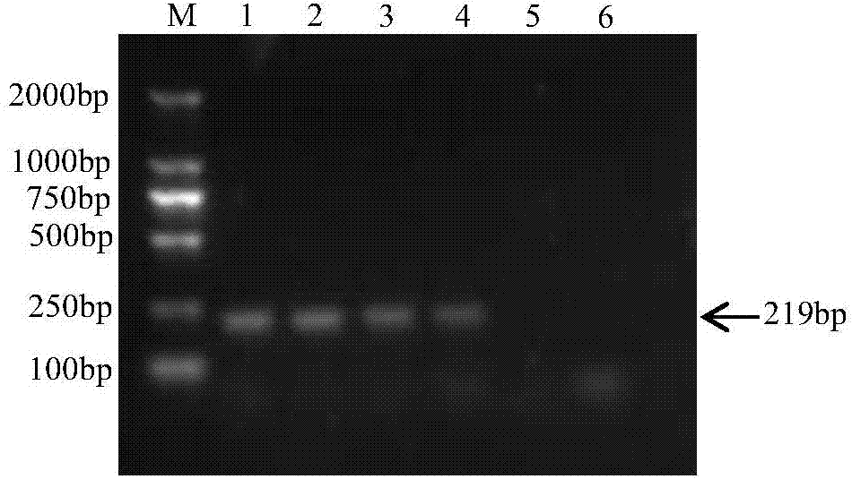 Specific primer for detecting Salmonella pullorum, and kit containing same and application thereof