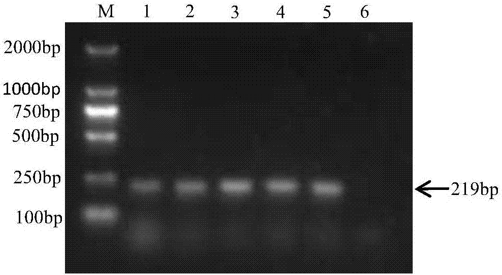 Specific primer for detecting Salmonella pullorum, and kit containing same and application thereof