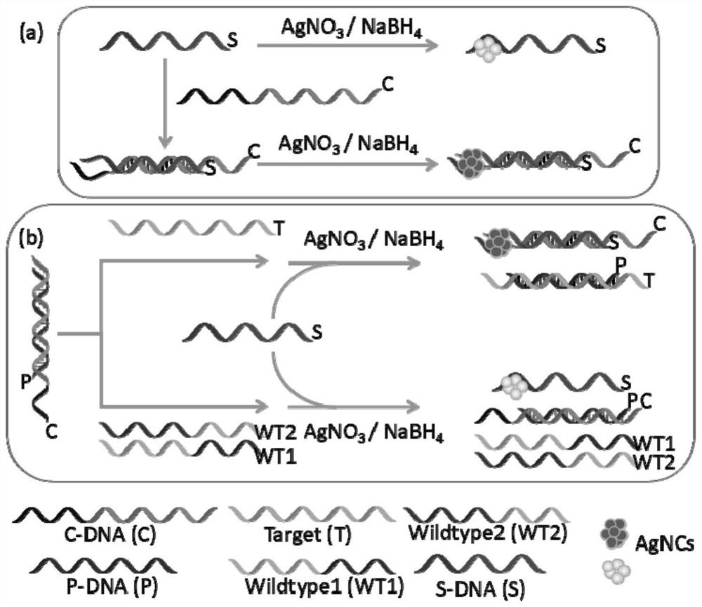 A biosensor based on chain displacement and dark-state silver clusters and its application