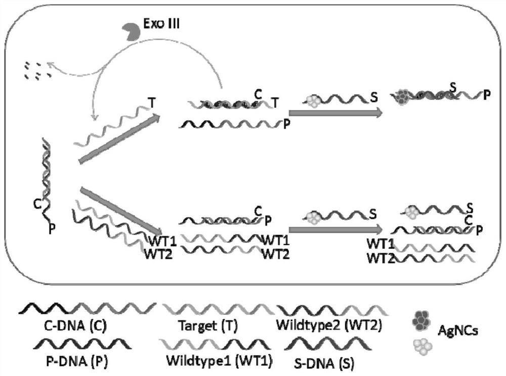 A biosensor based on chain displacement and dark-state silver clusters and its application