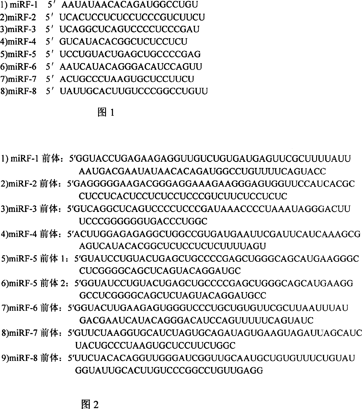 Eight human miRNAs