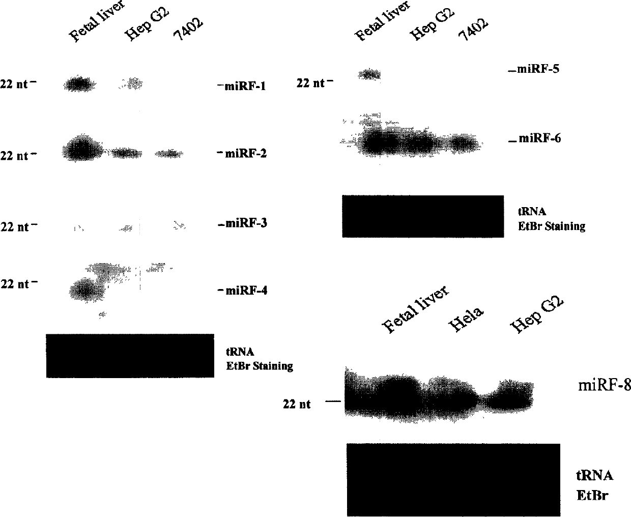 Eight human miRNAs