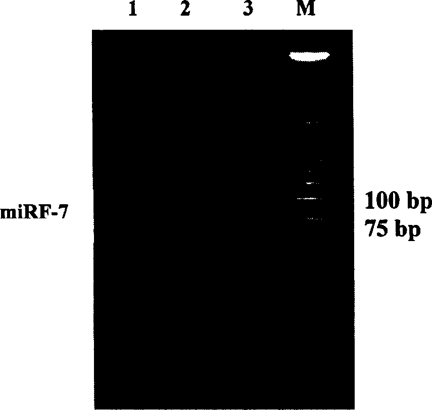 Eight human miRNAs