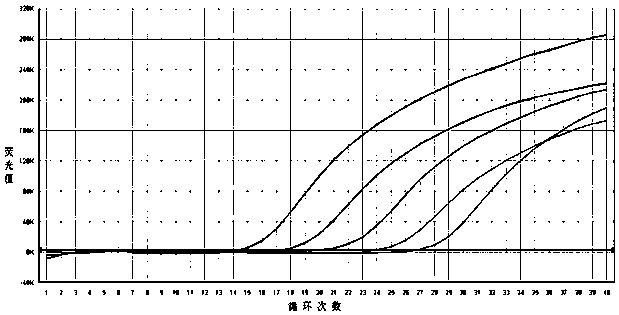 A primer, probe and kit for specific detection of type 3 ungulate boca parvovirus