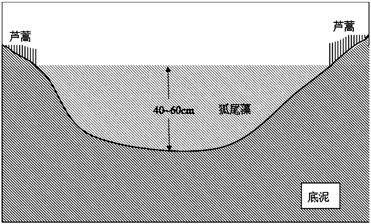 Method for repairing heavy metal pollution in culture pond bottom mud