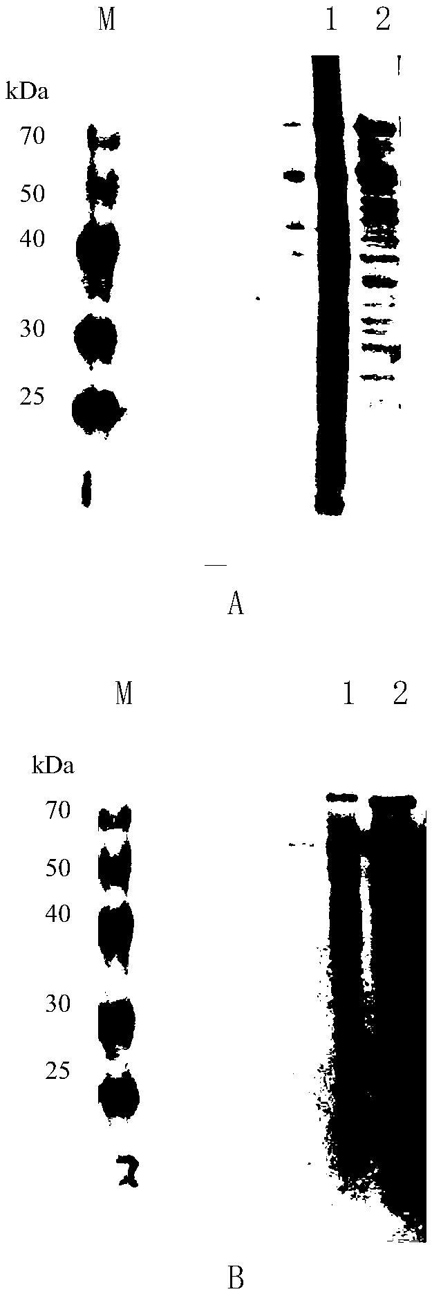 Preparation method and application of recombinant vaccine host protein antibody